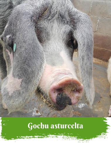 Gochu Asturcelta