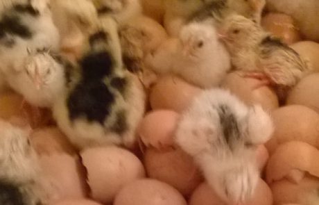 Imagen del nacimiento de pollos de pita pinta asturiana