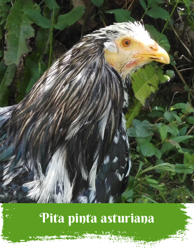 Pita pinta asturiana