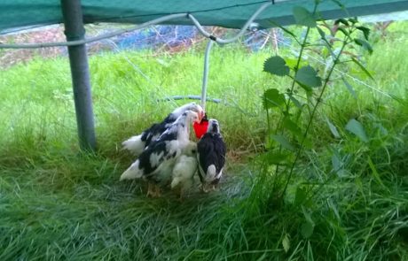 Los pollos de pita pinta se crian al aire libre en nuestra casería de Colunga
