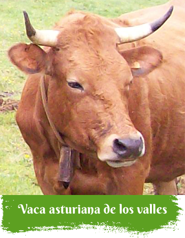 Vaca asturiana de los Valles